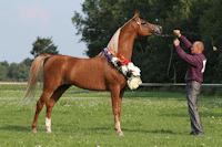 Quo Arabians